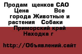 Продам ,щенков САО. › Цена ­ 30 000 - Все города Животные и растения » Собаки   . Приморский край,Находка г.